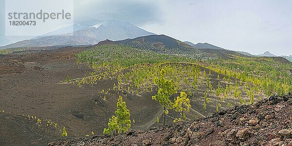 Kanarische Kiefern (Pinus canariensis)  Mirador de Chio  Teide-Nationalpark  Teneriffa  Kanaren  Spanien  Europa