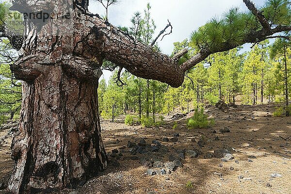 Kanarische Kiefer (Pinus canariensis) Arena Negras  Nationalpark Teide  Teneriffa  Kanarische Inseln  Spanien  Europa