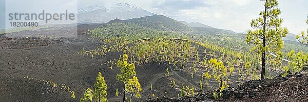 Kanarische Kiefern (Pinus canariensis)  Mirador de Chio  Teide-Nationalpark  Teneriffa  Kanaren  Spanien  Europa