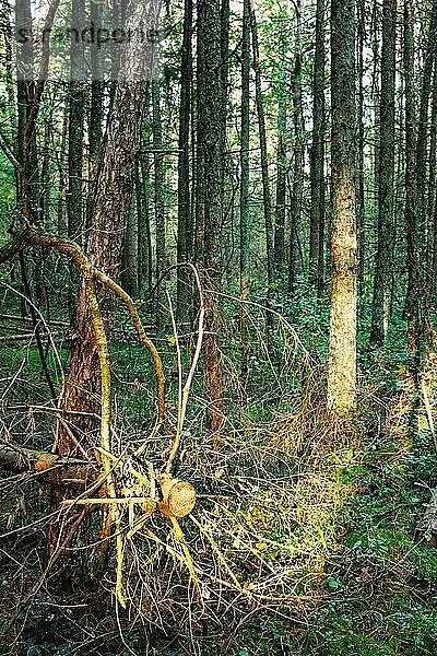 Abgesägter Baum im Naturschutzgebiet Hollsand  Uplengen  Ostfriesland  Deutschland  Europa