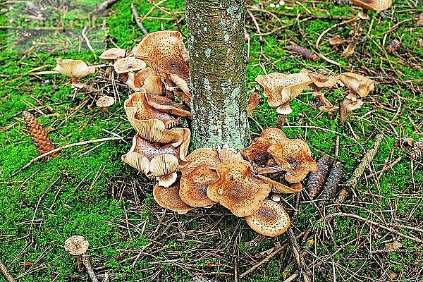 Pilze im Naturschutzgebiet Hollsand  Uplengen  Ostfriesland  Deutschland  Europa