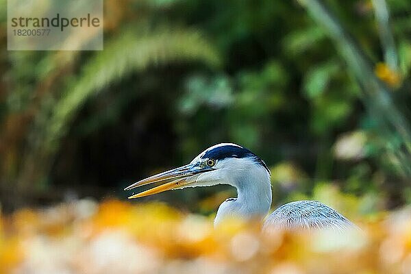 Graureiher (Ardea cinerea)  Tierporträt  Hessen  Deutschland  Europa