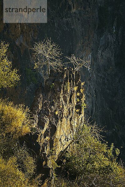 Blick auf 2 Bäume  die auf einem großen Felsbrocken in der tiefen Schlucht des Sambesi-Flusses bei den Victoriafällen wachsen. Sambia