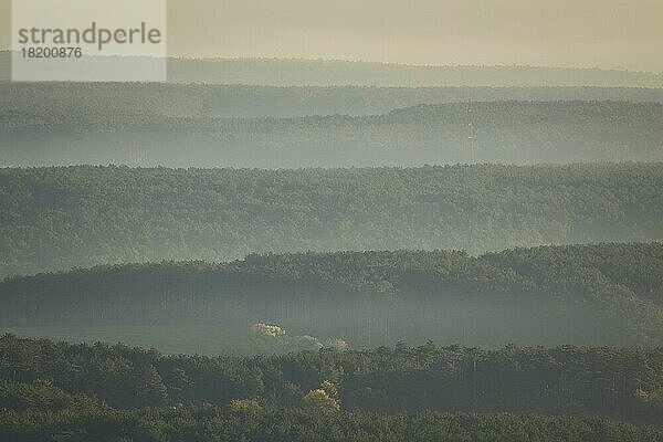 Wald mit Nebel  Niederösterreich  Österreich  Europa