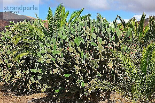 Feigenkaktus (Opuntia ficus-indica)  Opuntie mit Kaktusfeigen trägt Früchte  Fuerteventura  Kanarische Inseln  Spanien  Europa