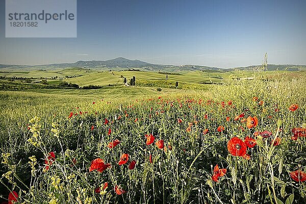 Landschaft bei Sonnenaufgang um Pienza  Val dOrcia  Orcia-Tal  UNESCO-Weltkulturerbe  Provinz Siena  Toskana  Italien  Europa