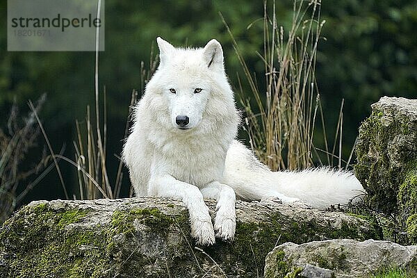 Polarwolf (Canis lupus arctos)  liegt  captive