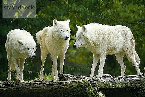 Polarwolf (Canis lupus arctos)  Rudel verhalten  captive