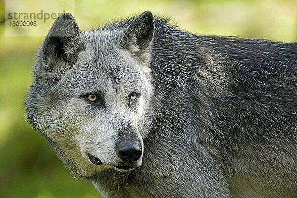 Timberwolf (Canis lupus occidentalis)  amerikanischer Wolf  Tierporträte  captive