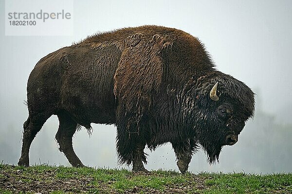 Bison (Bison bison)  American Bison auf einer Wiese  captive