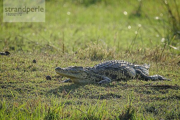 Nilkrokodil (Crocodylus niloticus)  Chobe-Fluss  Chobe-Nationalpark  Kasane  Botsuana