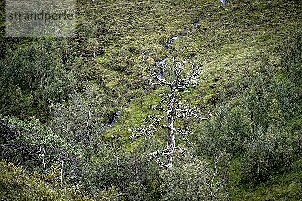 Abgestorbener Baum in Landschaft  Glen Coe  Schottland  Großbritannien  Europa