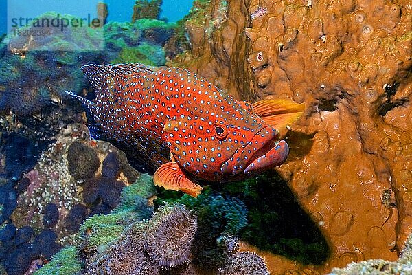 Ausgewachsener Juwelenbarsch (Cephalopholis miniata) schwimmt durch Korallenriff  Indischer Ozean  Malediven  Asien