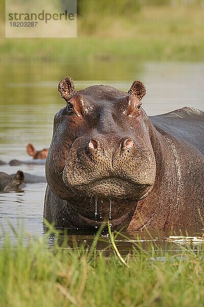 Nilpferd (Hippopotamus amphibius)  Porträt  Vorderansicht des Gesichts. Okavango-Delta  Botswana  Afrika