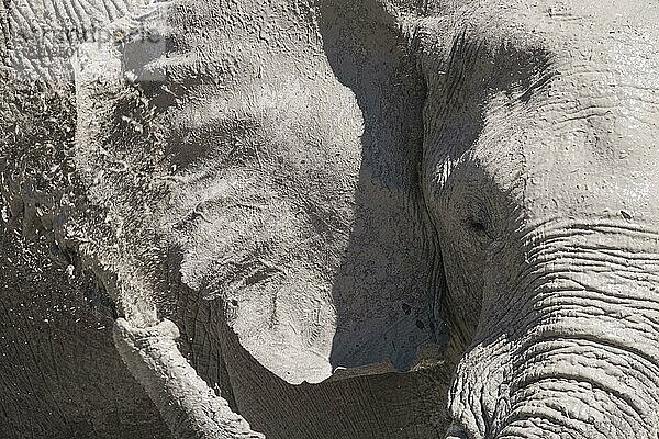 Afrikanischer Elefant (Loxodonta africana)  Vorderansicht  Nahaufnahme des halben Gesichts  das an der Wasserstelle Schlamm über sein Ohr spritzt. Nxai Pan  Botswana  Afrika