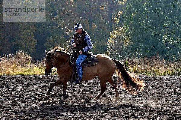 American Quarter Horse Hengst beim Training in der Gangart Galopp  Herbststimmung  Rheinland-Pfalz  Deutschland  Europa