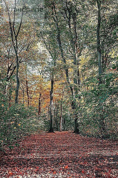 Ein Wanderweg mit bunten Blättern im Wald im Herbst  Hannover  Niedersachsen  Deutschland  Europa