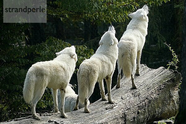 Polarwolf (Canis lupus arctos)  Rudel verhalten  heulend  captive