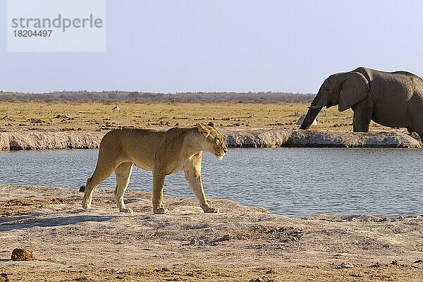 Löwin (Panthera leo) beim Passieren einer Wasserstelle. Im Hintergrund steht ein Elefant (Loxodonat africana) und trinkt Wasser. Nxai Pan  Botsuana