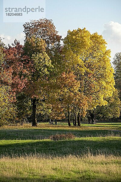 Herbstlich verfärbte Laubbäume  Herbstfarben  Herrenkrugpark  Magdeburg  Sachsen-Anhalt  Deutschland  Europa