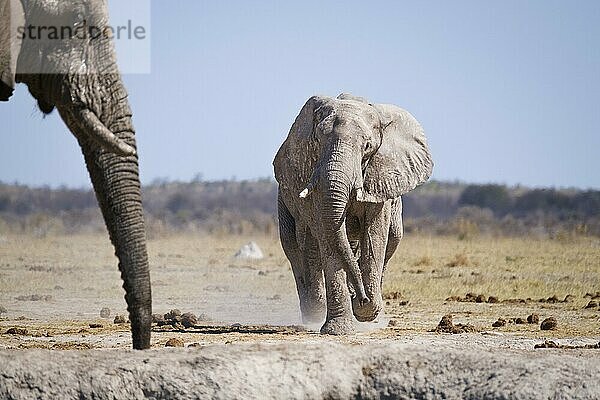 Afrikanischer Elefant (Loxodonta africana) auf dem Weg zur Wasserstelle. Auf der linken Seite steht ein weiterer Elefant. Nxai Pan  Botsuana