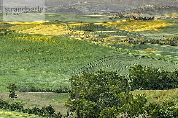 Hüglige Felder bei Pienza  Val dOrcia  Toskana  Italien  Europa