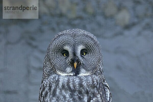 Bartkauz (Strix nebulosa)  Tierportrait Frontalansicht  captive  Hessen  Deutschland  Europa