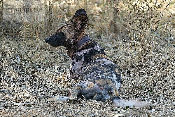 Afrikanischer Wildhund (Lycaon pictus)  Alphatier mit GPS Senderhalsband  South Luangwa  Sambia  Afrika