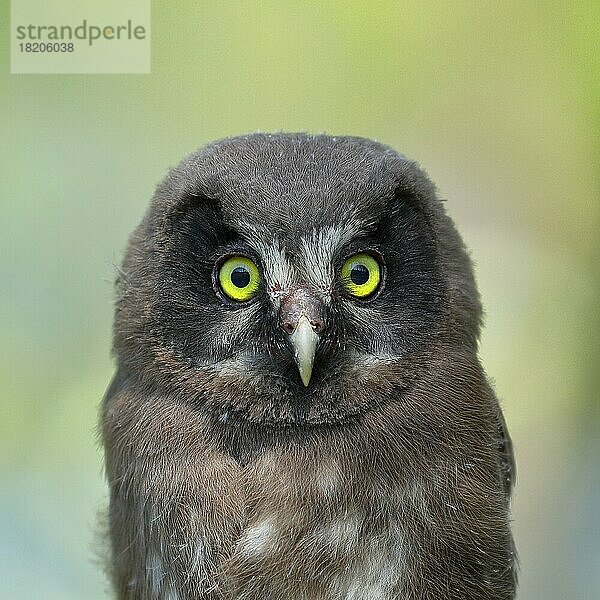 Raufußkauz (Aegolius funereus)  Jungvogel  Tierportrait  Frontalaufnahme  Rothaarsteig  Nordrhein-Westfalen  Deutschland  Europa