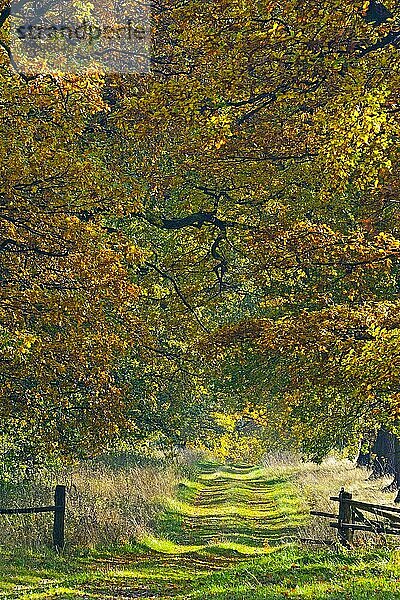 Idyllische Allee im Herbst mit alten Eichen (Quercus)  Hessen  Deutschland  Europa
