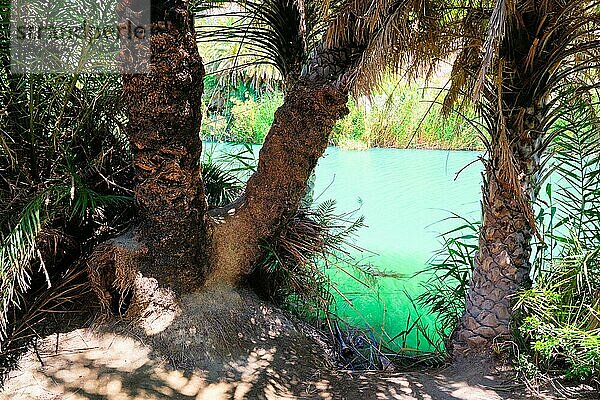 Palmenwald mit der kretischen Dattelpalme Phönix theophrastii und dem Fluss Megalopotamos in Preveli  Insel Kreta  Griechenland. Verfolgung aufgenommen