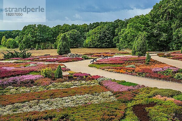 Heideblüte im Heidegarten  Schneverdingen  Lüneburger Heide  Niedersachsen  Norddeutschland  Deutschland  Europa