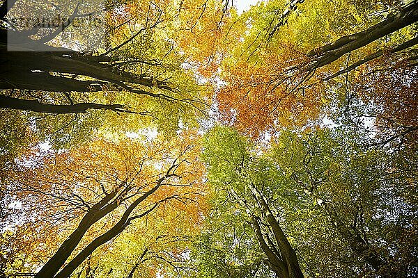Herbstlich verfärbte Blätter von Buchen (Fagus)  im Gegenlicht  Urwald Sababurg  Hessen  Deutschland  Europa