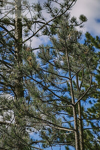 Kiefern (Pinus)  Nahaufnahme vor Himmel  Niederösterreich  Österreich  Europa