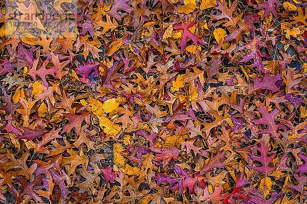 Die bunten Blätter einer Sumpfeiche (Quercus palustris) liegen im Herbst auf dem Boden  Hannover  Niedersachsen  Deutschland  Europa