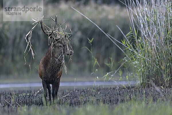 Rothirsch (Cervus elaphus)  in einem Sumpfgebiet mit Schilf im Geweih vom Fegen Lausitz  Sachsen  Deutschland  Europa