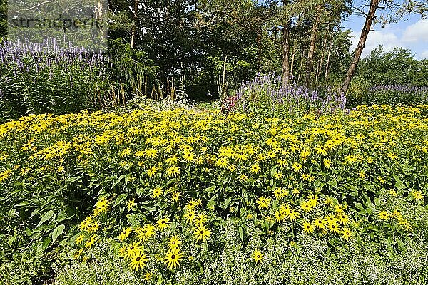 Gelber Sonnenhut (Echinacea) im Park  Warendorf  Nordrhein-Westfalen  Deutschland  Europa