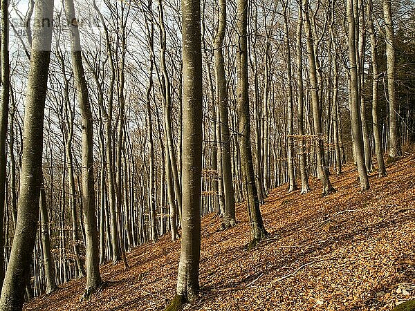 Herbstlaub im Wald  Platthalde bei Unterbaldingen  Bad Dürrheim  Schwarzwald-Baar-Kreis  Baden-Württemberg  Deutschland  Europa
