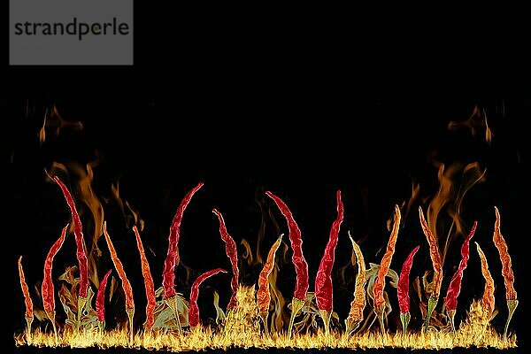 Composite-Bild von scharfen Chilischoten und Feuer Flammen auf schwarzem Hintergrund
