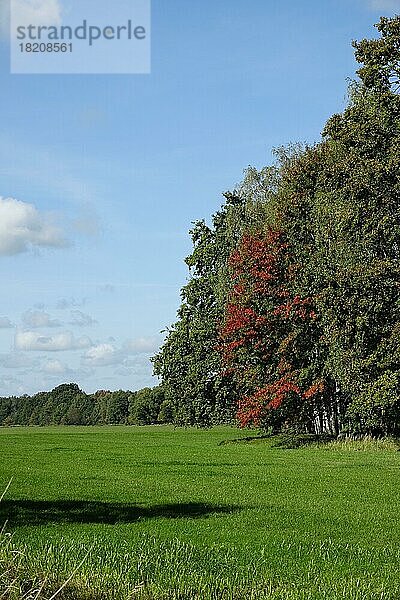 Spreewald in der Herbstzeit  Oktober  Brandenburg  Deutschland  Europa