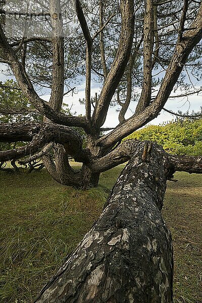 Alte Kiefer (Pinus sylvestris) in den Dünen  Provinz Zeeland  Niederlande  Europa