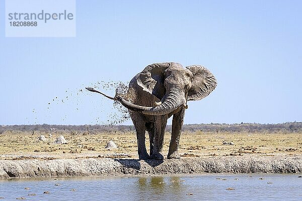 Afrikanischer Elefant (Loxodonta africana)  Vorderansicht  spritzt Schlamm über seinen Körper am Wasserloch. Nxai Pan  Botswana  Afrika