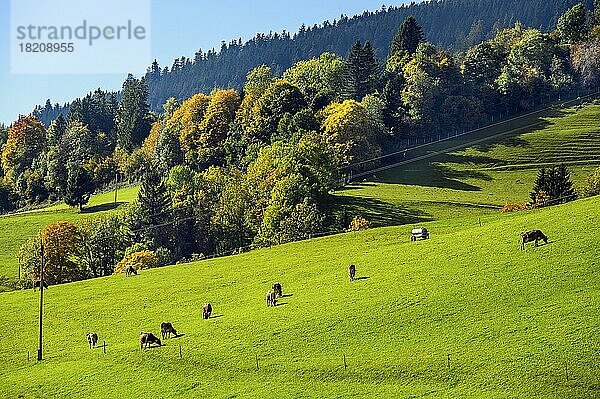 Herbstliche Wälder und Wiesen und Allgäuer Braunvieh bei Missen-Willhams  Allgäu  Bayern  Deutschland  Europa