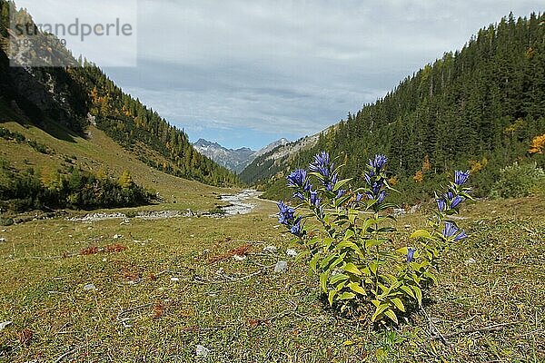 Schwalbenwurzenzian (Gentiana asclepiadea) Tirol  Österreich  Europa