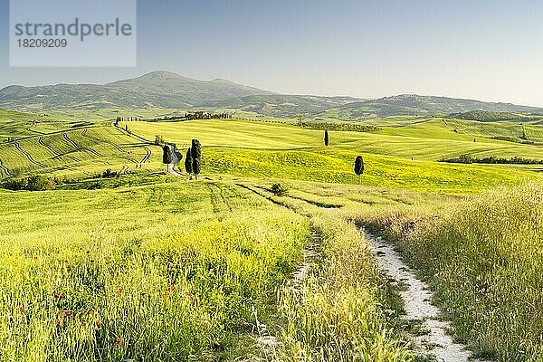 Weg mit Zypressen (Cupressus) und Felder bei Terrapille  Pienza  Val dOrcia  Toskana  Italien  Europa