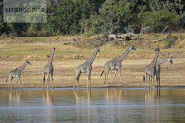 Thornicroft-Giraffe (Giraffa camelopardalis thornicrofti)  Herde am Flussufer  South Luangwa  Sambia  Afrika