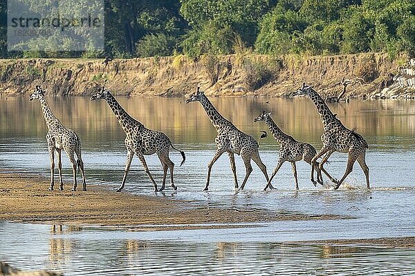 Thornicroft-Giraffe (Giraffa camelopardalis thornicrofti)  Tiere laufen durch den Fluss  South Luangwa  Sambia  Afrika