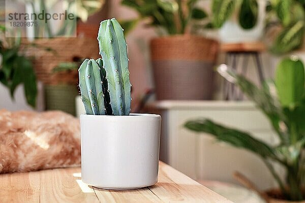 Säulenkaktus (Cereus) Zimmerpflanze auf Holztisch mit anderen Pflanzen im unscharfen Hintergrund