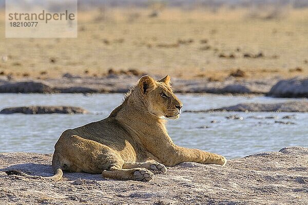 Löwe (Panthera leo) ruht sich vor einem Wasserloch aus. Nxai Pan  Botswana  Afrika