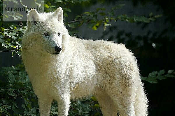 Polarwolf (Canis lupus arctos)  Tierporträte  captive